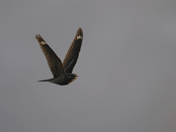 Kehrääjä, European Nightjar, Caprimulgus europaeus