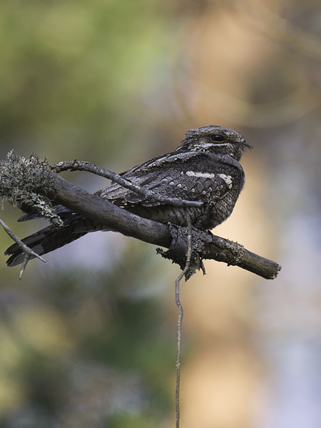 Kehrääjä, European Nightjar, Caprimulgus europaeus