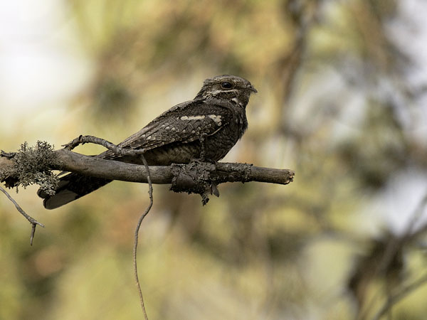 Kehrääjä, European Nightjar, Caprimulgus europaeus