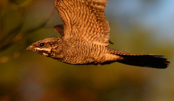 Kehrääjä, European Nightjar, Caprimulgus europaeus