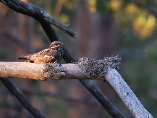 Kehrääjä, European Nightjar, Caprimulgus europaeus