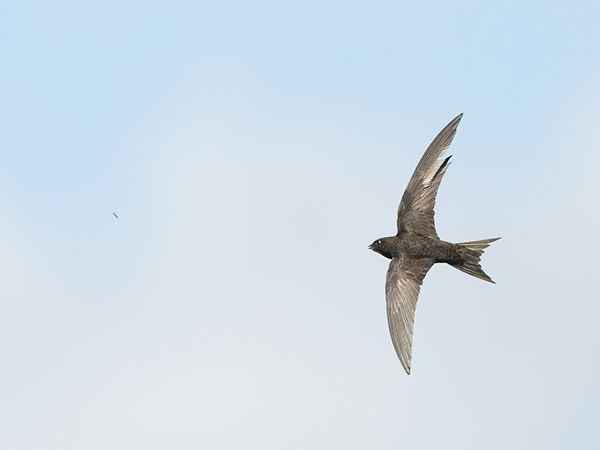 Tervapääsky, Common Swift, Apus apus