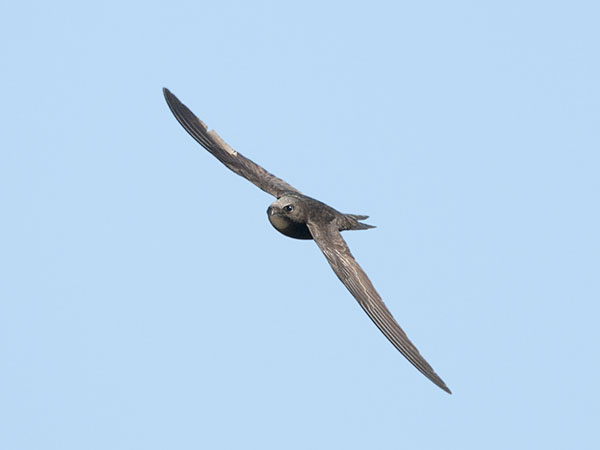Tervapääsky, Common Swift, Apus apus