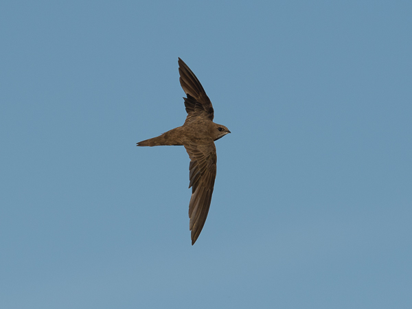 Tervapääsky, Common Swift, Apus apus