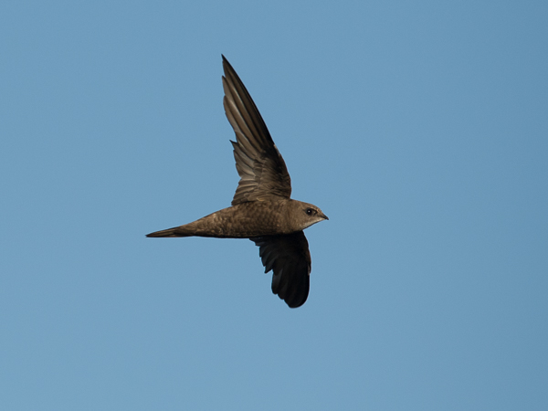Tervapääsky, Common Swift, Apus apus