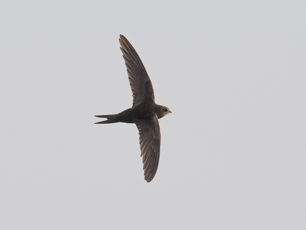 Tervapääsky, Common Swift, Apus apus