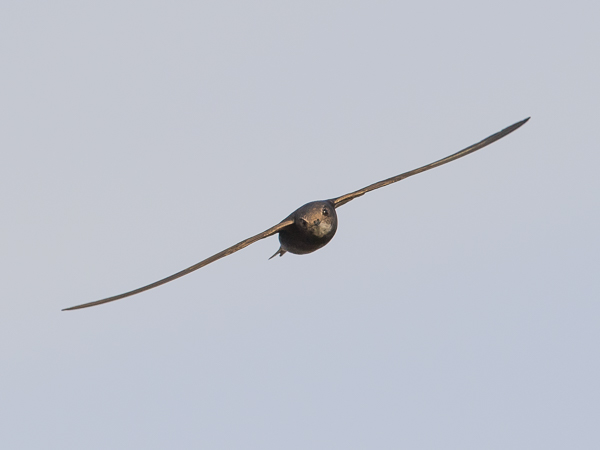 Tervapääsky, Common Swift, Apus apus