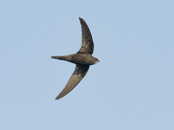 Tervapääsky, Common Swift, Apus apus