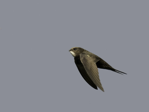 Tervapääsky, Common Swift, Apus apus