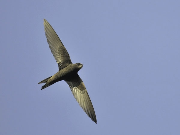 Tervapääsky, Common Swift, Apus apus