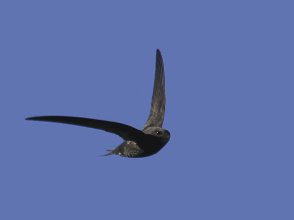 Tervapääsky, Common Swift, Apus apus