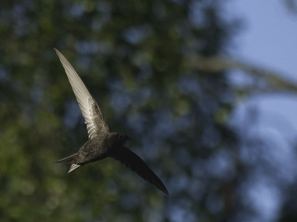 Tervapääsky, Common Swift, Apus apus