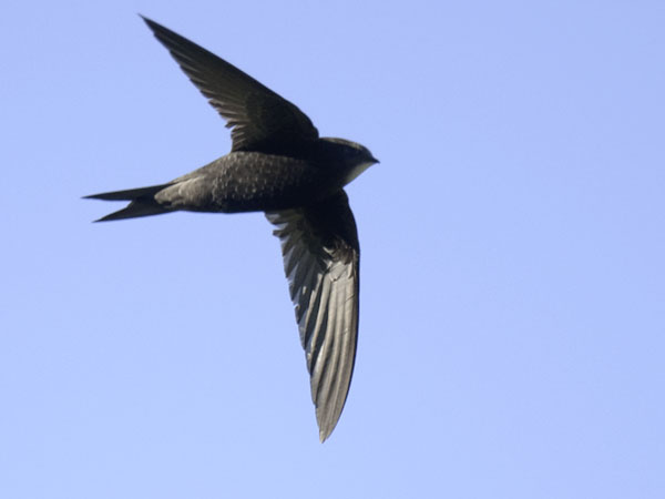 Tervapääsky, Common Swift, Apus apus