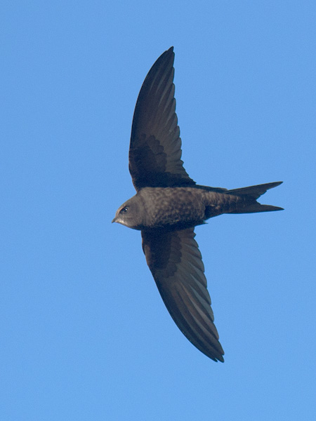 Tervapääsky, Common Swift, Apus apus