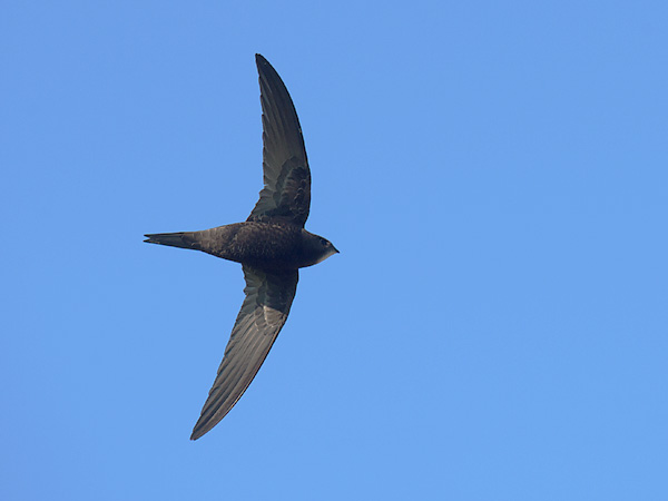 Tervapääsky, Common Swift, Apus apus