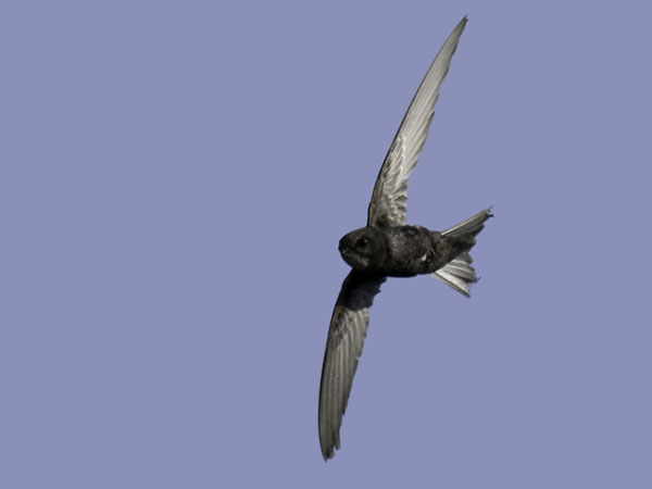 Tervapääsky, Common Swift, Apus apus