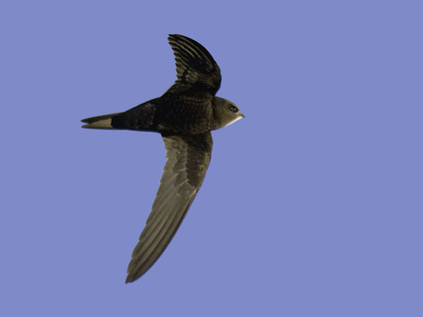 Tervapääsky, Common Swift, Apus apus