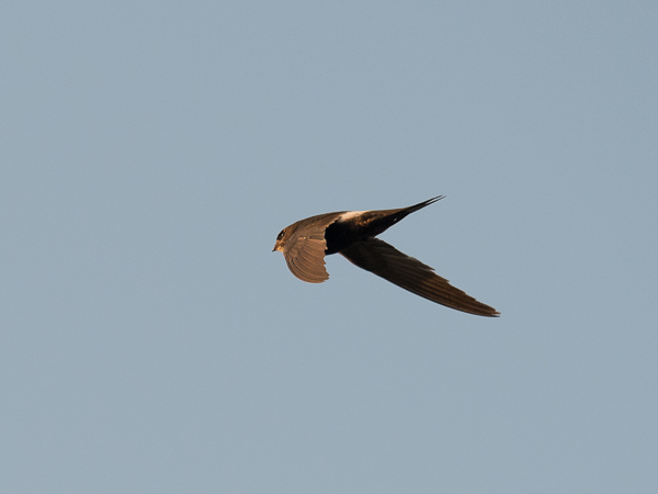 Kafferikiitäjä, White-rumped Swift, Apus caffer