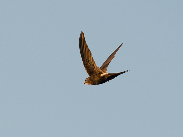 Kafferikiitäjä, White-rumped Swift, Apus caffer