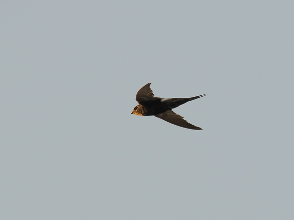 Kafferikiitäjä, White-rumped Swift, Apus caffer