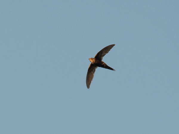 Kafferikiitäjä, White-rumped Swift, Apus caffer