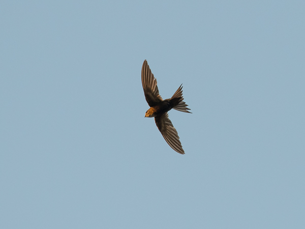 Kafferikiitäjä, White-rumped Swift, Apus caffer