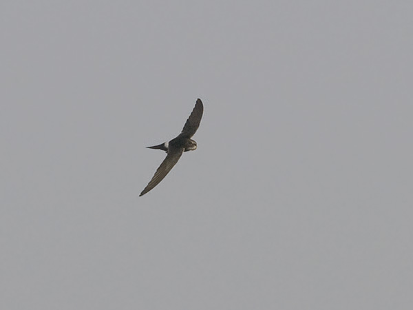 Kafferikiitäjä, White-rumped Swift, Apus caffer