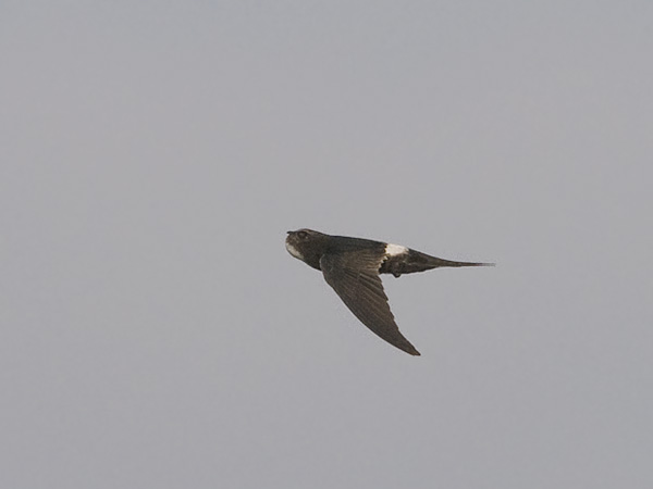 Kafferikiitäjä, White-rumped Swift, Apus caffer