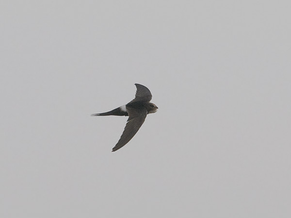 Kafferikiitäjä, White-rumped Swift, Apus caffer