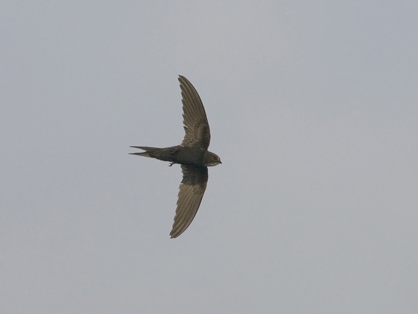 Kafferikiitäjä, White-rumped Swift, Apus caffer