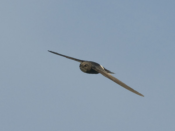 Kafferikiitäjä, White-rumped Swift, Apus caffer