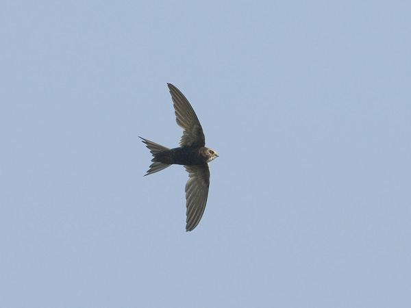 Kafferikiitäjä, White-rumped Swift, Apus caffer