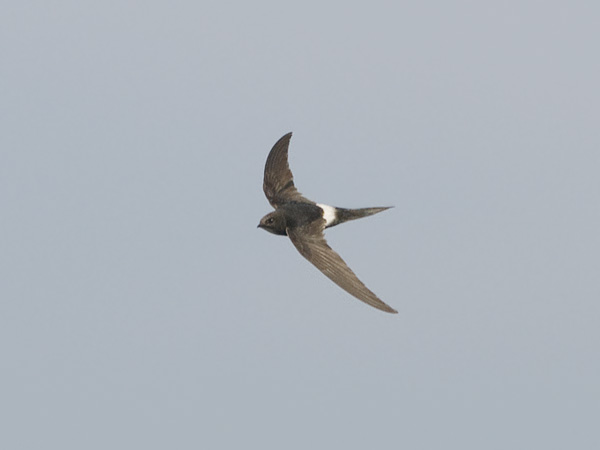 Kafferikiitäjä, White-rumped Swift, Apus caffer