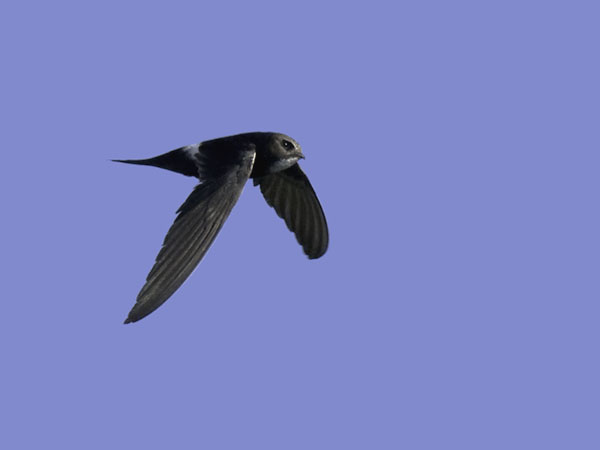 Kafferikiitäjä, White-rumped Swift, Apus caffer