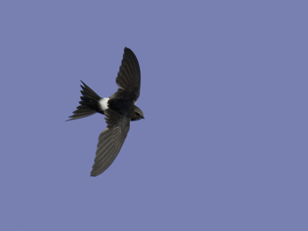 Kafferikiitäjä, White-rumped Swift, Apus caffer