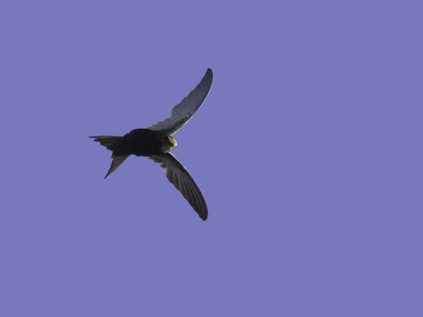 Kafferikiitäjä, White-rumped Swift, Apus caffer
