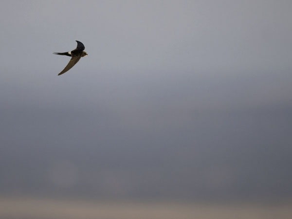 Kafferikiitäjä, White-rumped Swift, Apus caffer