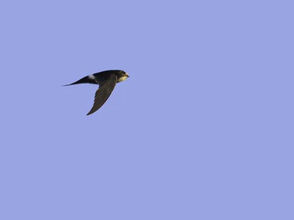 Kafferikiitäjä, White-rumped Swift, Apus caffer
