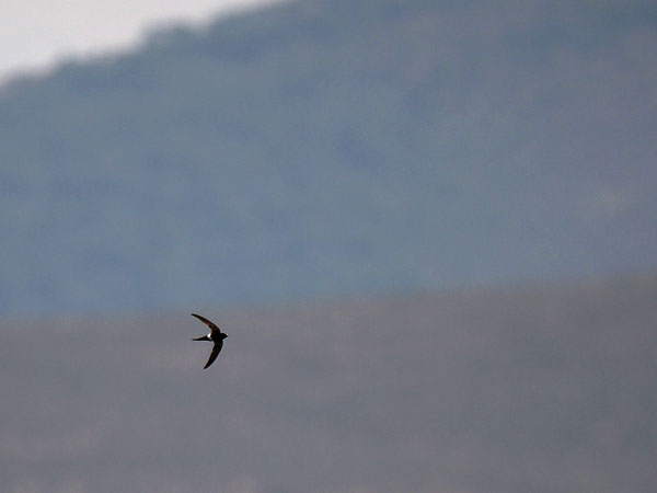 Kafferikiitäjä, White-rumped Swift, Apus caffer