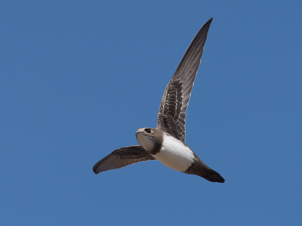 Alppikiitäjä, Alpine Swift, Apus melba