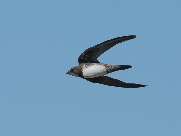 Alppikiitäjä, Alpine Swift, Apus melba