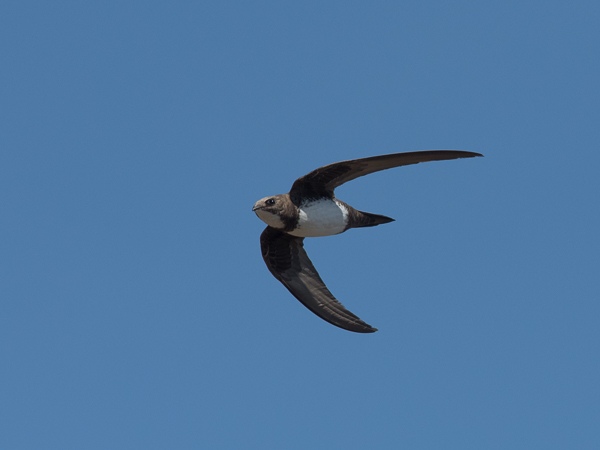 Alppikiitäjä, Alpine Swift, Apus melba