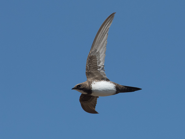 Alppikiitäjä, Alpine Swift, Apus melba