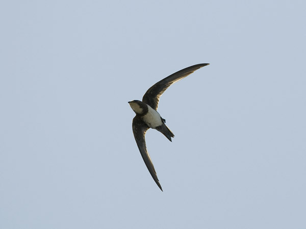 Alppikiitäjä, Alpine Swift, Apus melba