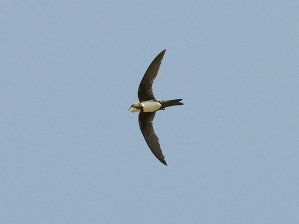 Alppikiitäjä, Alpine Swift, Apus melba
