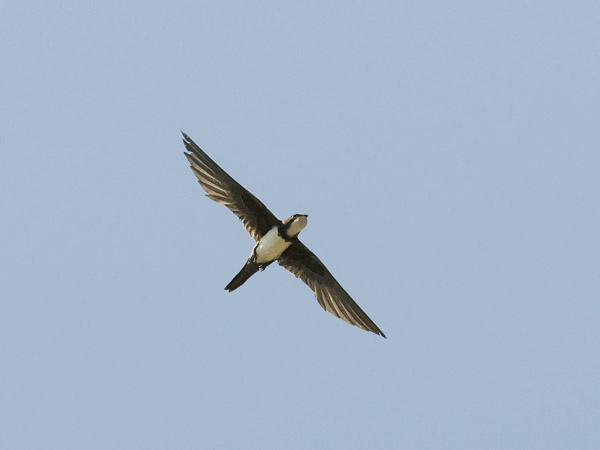 Alppikiitäjä, Alpine Swift, Apus melba