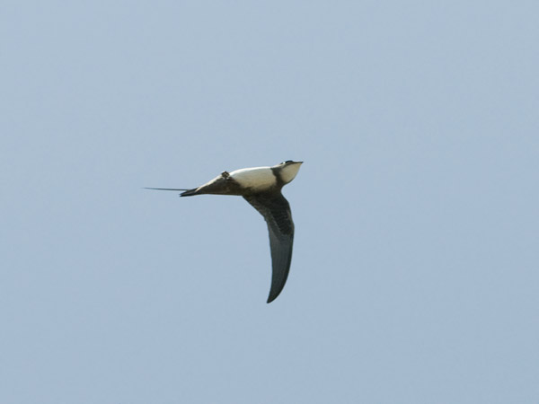 Alppikiitäjä, Alpine Swift, Apus melba