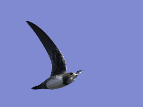 Alppikiitäjä, Alpine Swift, Apus melba