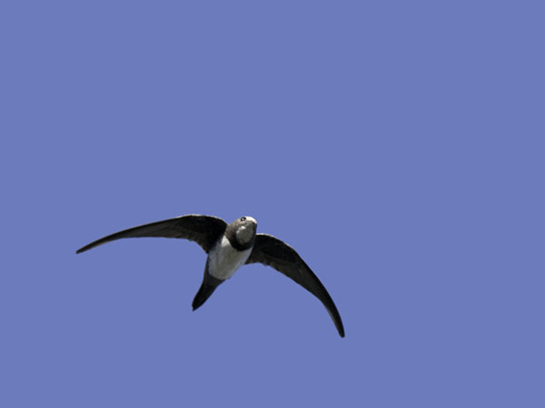Alppikiitäjä, Alpine Swift, Apus melba