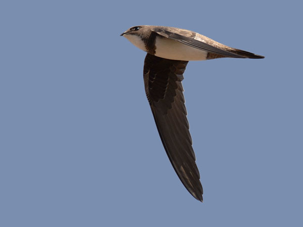 Alppikiitäjä, Alpine Swift, Apus melba